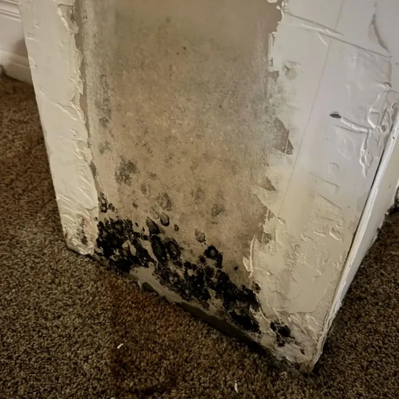 Professional Mold Removal in Colfax, LA